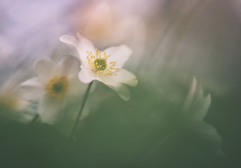 Macro image of white anemones in foreground and background out of focus