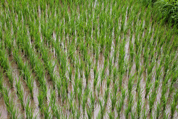 Planting in Pai rice fields in Thailand