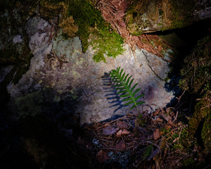 a small fern in sunlight with a stone in the background surrounded by shadow