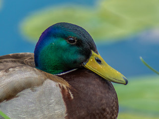 kaczor © Henryk Olszewski