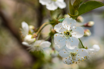 Street lighting. Cherry tree blossoms under a blue sky. Close-up