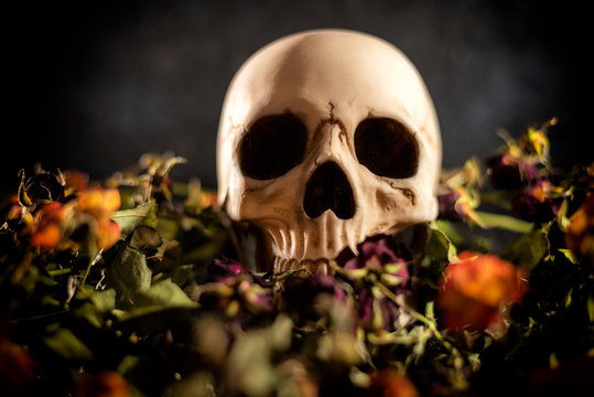 Human skull surrounded by dried flowers on black background