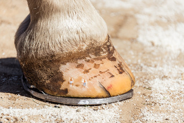 Close-up of a horse hoof with a horseshoe, after trimming and shaping by farrier. Copper nails are...