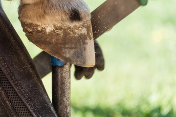 Horse farrier at work - trims and shapes a horse's hooves using rasper and knife. The close-up of...