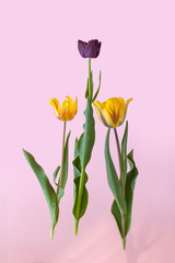 Colorful spring tulip on pink background. Spring flower. 