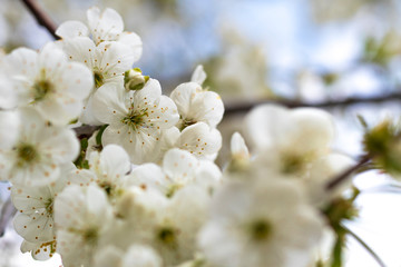 Street lighting. Cherry tree blossoms under a blue sky. Close-up
