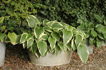 a zinc planter with a beautiful big hosta with green leaves with a white edge in a flower garden in summer 