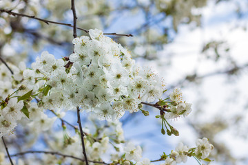 Street lighting. Cherry tree blossoms under a blue sky. Close-up