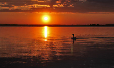 White swan on the sea in summer sunset