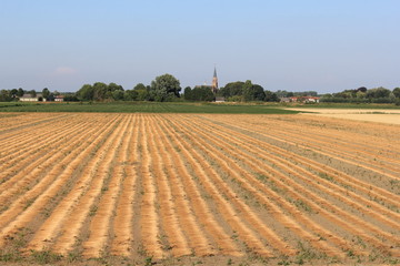 a large field with rows of flax plants drying at the fields and a church of a little village and green trees and a blue sky in the background in zeeland, the netherlands in summer