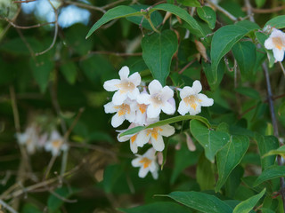 Kolkwitzia amabilis | Großzügige Frühlingsblüte von Kolkwitzie Blumen mit zartrosa Kronblätter, gelb-orange behaarte Kronschlund 