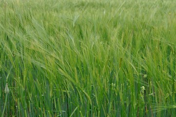 Obraz premium Trigo en primavera en Madrid