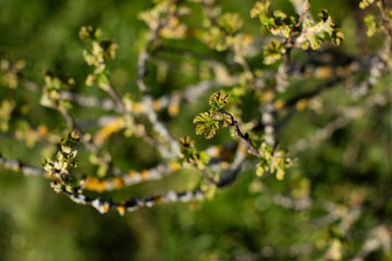 green leaves on a branch
