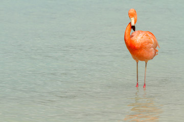 A flamingo standing in shallow water