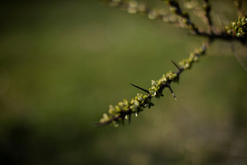 green on green nature
