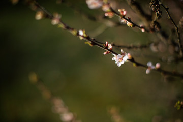 Pink blossom spring