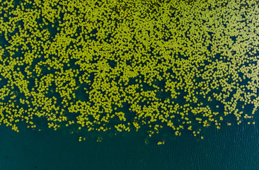 Waterlilies on a lake with degrading concentration
