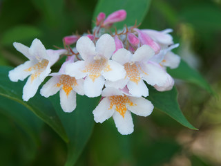 (Kolkwitzia amabilis) Kolkwitzie oder Perlmuttstrauch 