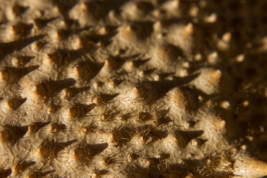 macro photograph of the armor of a crab, or a forest on an alien