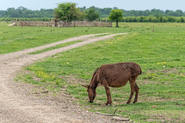 Donkey on overcast day. Wild donkey in countryside field, feeding, grazing, animals roaming-free