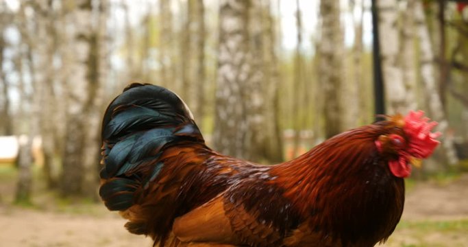 Rooster and Chickens. Free Range Cock and Hens.