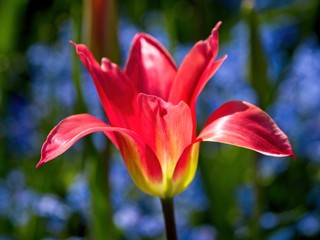 Lush garden blooming in the spring with colorful tulips on the flower beds