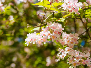 Kolkwitzia amabilis | Kolkwitzie oder Perlmuttstrauch, schöner Blütenstrauch mit Blumen in rosa und weißen Glocken, gelb-orange behaarte Kronschlund