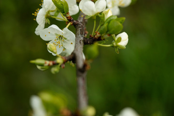 blossoming apple tree