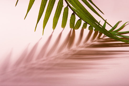 Green tropical palm tree leaf arranged over pink background representing summer holidays on sunny beach