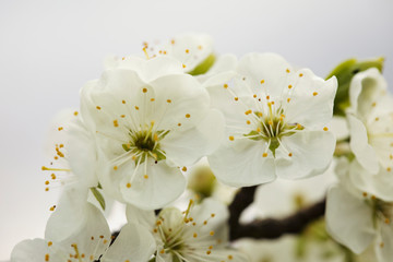 White spring blossom