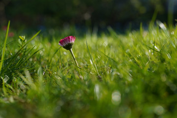 spring garden, kwiaty w ogrodzie, wiosna, wallpaper, stokrotki, macro © Grzegorz
