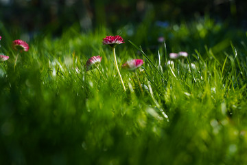 spring garden, kwiaty w ogrodzie, wiosna, wallpaper, stokrotki, macro, stokrotki © Grzegorz