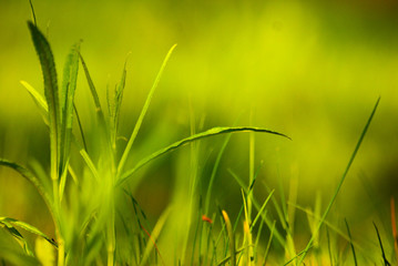 green grass in sunlight