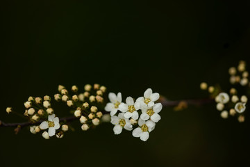 Flowers in nature-minimalism