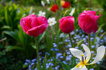 spring garden, kwiaty w ogrodzie, wiosna, wallpaper, tulipan, macro, kwiaty różowe © Grzegorz