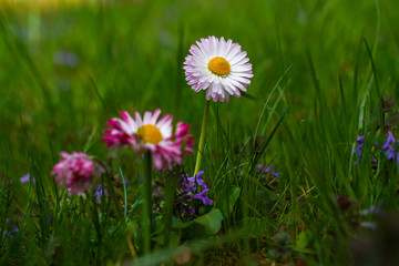 spring garden, kwiaty w ogrodzie, wiosna, wallpaper, stokrotki, macro © Grzegorz