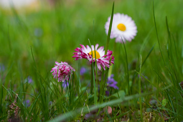 spring garden, kwiaty w ogrodzie, wiosna, wallpaper, stokrotki, macro