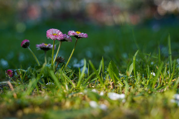 spring garden, kwiaty w ogrodzie, wiosna, wallpaper, stokrotki, macro © Grzegorz