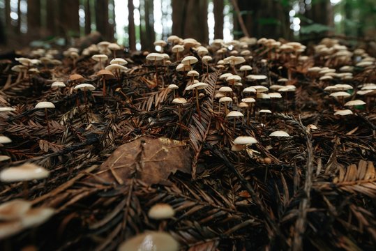 Ground level view of small mushrooms growing on dark brown dirt grass