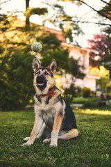 beautiful young german shepherd dog playng with tennis ball during training 