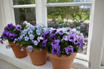 Colorful Pansy flowers in pots in front of a window.