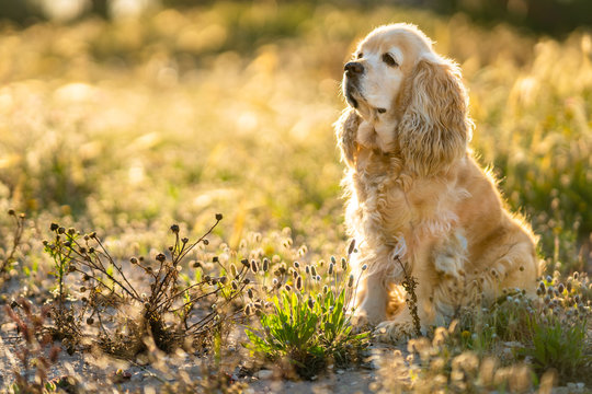 Adorable golden Cocker Spaniel puppy looking away and waiting for owner while sitting on meadow in sunny summer day in countryside