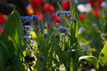 spring garden, kwiaty w ogrodzie, wiosna, wallpaper, niezapominajki, macro, niebieskie kwiaty © Grzegorz