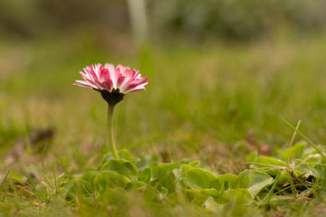 spring garden, kwiaty w ogrodzie, wiosna, wallpaper, stokrotki, macro © Grzegorz