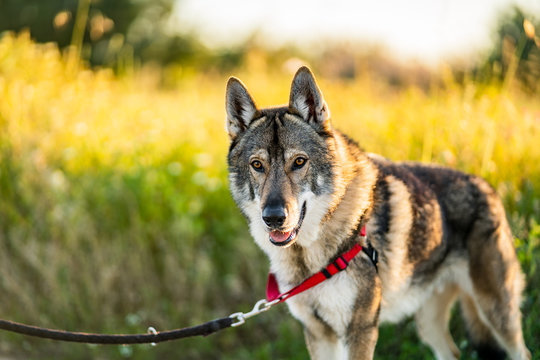 Adorable alert wolfdog with leash looking away while standing on green field in sunny summer day