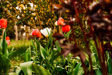spring garden, kwiaty w ogrodzie, wiosna, wallpaper, stokrotki, macro