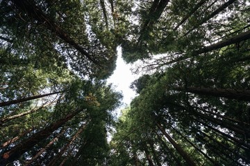 From below of high powerful pines trees with green crowns on an silence peaceful forest