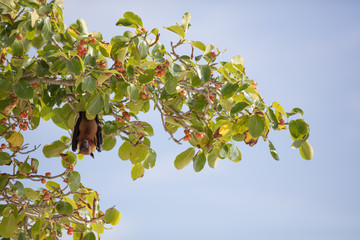 All inclusive, Animal, Atoll, Bat funny, Bat hanging, Bat man, Bats, Beach, COVID-19, Covid, Honeymoon, Iru Fushi, Maldives, Pandemic, Paradise, Sea, Sun Siyam, White sand, upside down bat