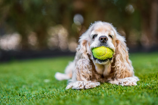 Funny Cocker Spaniel puppy with ball in mouth playing on green lawn in summer day in park