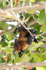 All inclusive, Animal, Atoll, Bat funny, Bat hanging, Bat man, Bats, Beach, COVID-19, Covid, Honeymoon, Iru Fushi, Maldives, Pandemic, Paradise, Sea, Sun Siyam, White sand, upside down bat